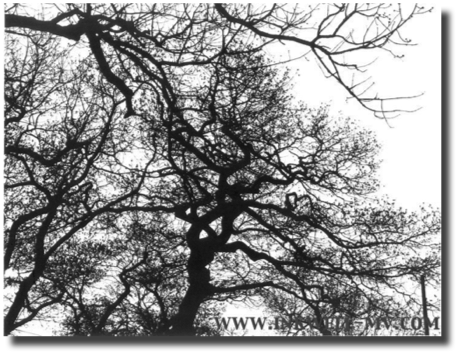 “oak trees”
pequot ave.